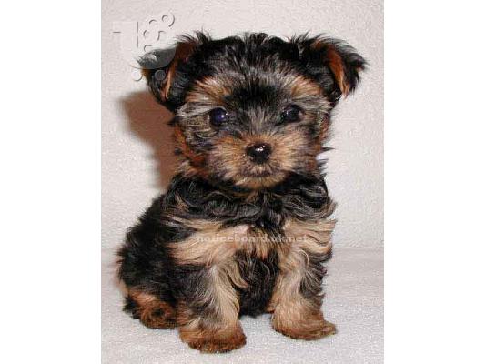 κορυφαία ετοιμοπαράδοτα yorkie