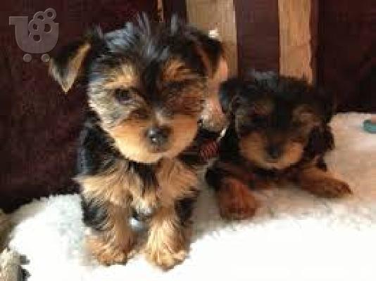 PoulaTo: Το σπίτι έθεσε κουτάβια yorkie για rehoming