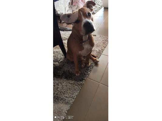 Amstaff
