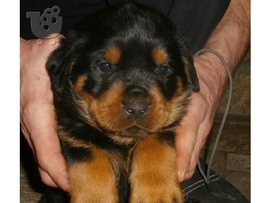 PoulaTo: Rottweiler καθαροαιμα κουταβια ΘΕΣΣΑΛΟΝΙΚΗ 2311 288 660