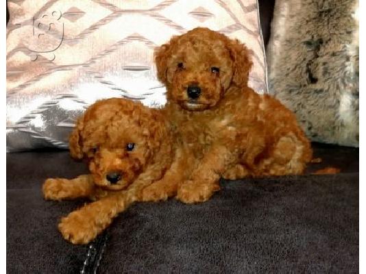 PoulaTo: Toy poodle