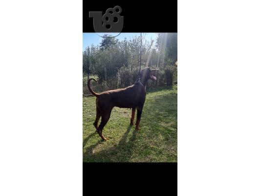 Πώληση θηλυκό Doberman