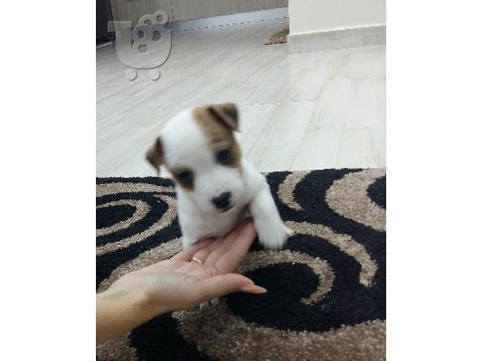 Jack russell