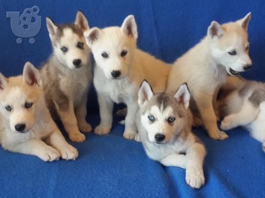 Siberian Husky Original Colour for sale!