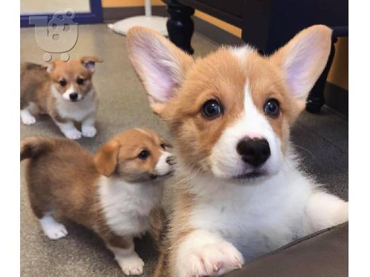 Welsh Corgi κουτάβια