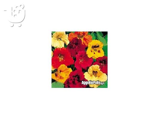 6 σποροι Garden Nasturtium