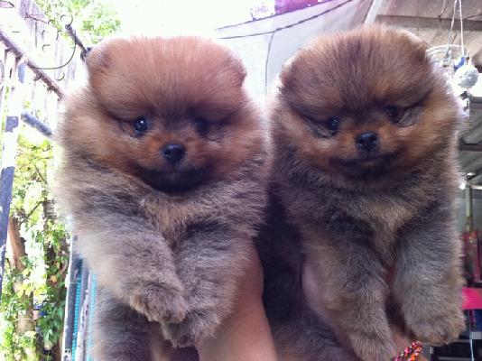 PoulaTo: pomeranian boo