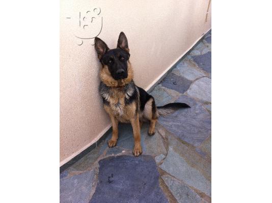 γερμανικος ποιμενικος