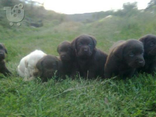 PoulaTo: LABRADOR chocolate