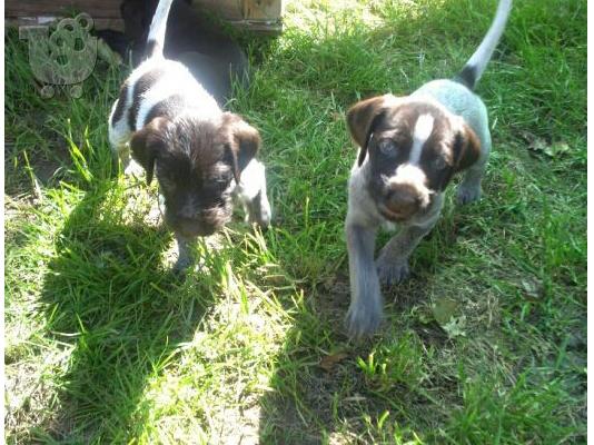 PoulaTo: German wirehaired pointer drahthaar