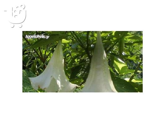 50 Σποροι Ασπρης Datura