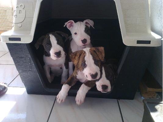 American Staffordshire Terrier