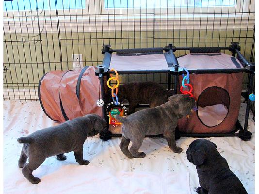 CANE CORSO ITALIANO