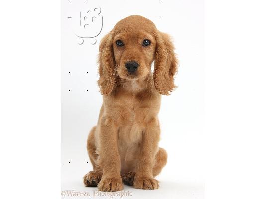 κορυφαία ετοιμοπαράδοτα κόκερ