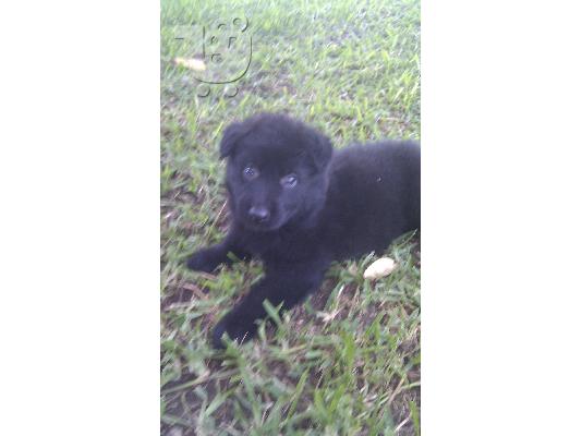 ΒΕΛΓΙΚΟ ΠΟΙΜΕΝΙΚΟ