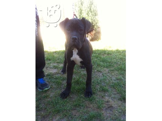 Cane Corso Καθαρόαιμο Κουτάβι