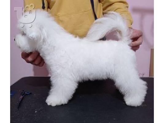 Bichon Frize κουτάβια