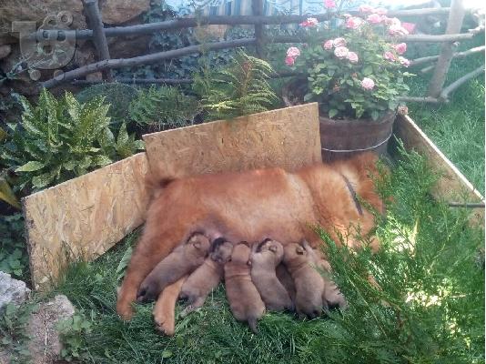 PoulaTo: Πωλούνται 3 κουτάβια Τσόου Τσόου- 270 ευρώ