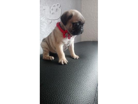 Όμορφα Pug κουτάβια προς πώληση