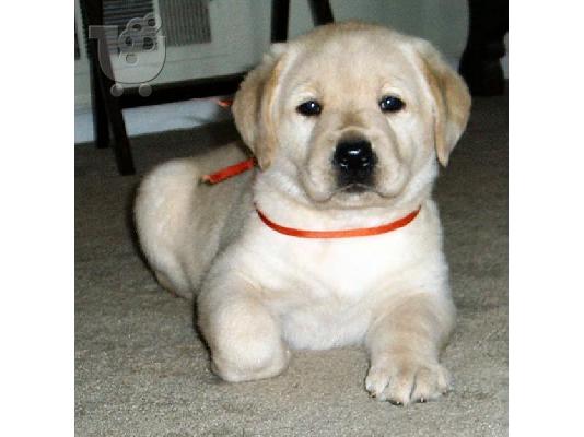 PoulaTo: Κορυφαία Καθαρόαιμα Labrador