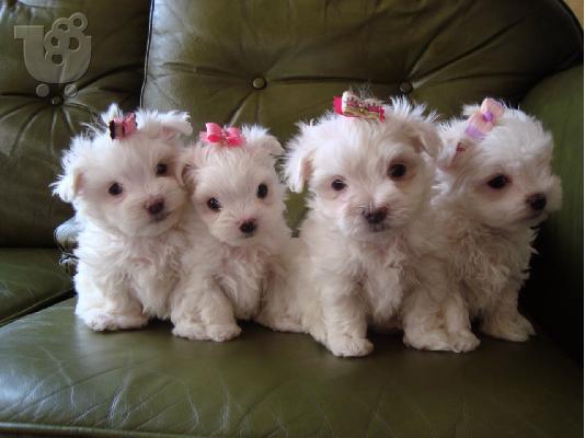 PoulaTo: Nice and Healthy Maltese Puppies Available.