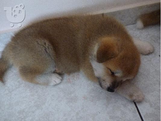 Καθαρόαιμα κουτάβια Akita inu