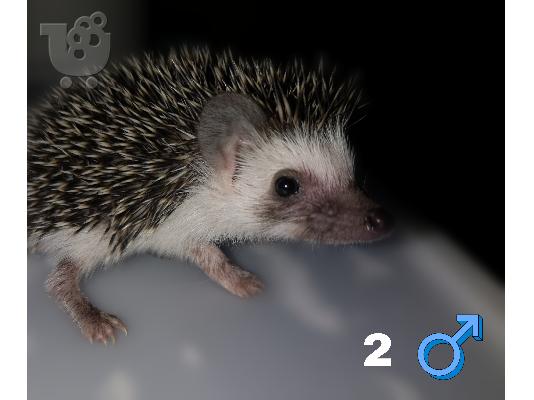 Πωλουνται 2 σκατζοχοιρακια