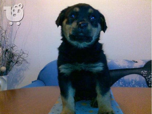 Kαλή τιμή!!!.Πουλάω όμορφα κουτάβια ράτσα ROTTWEILER- Ροτβαιλερ -250 euro...