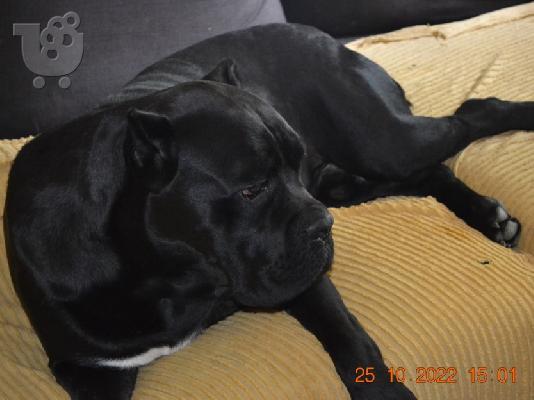 Cane Corso κουτάβια
