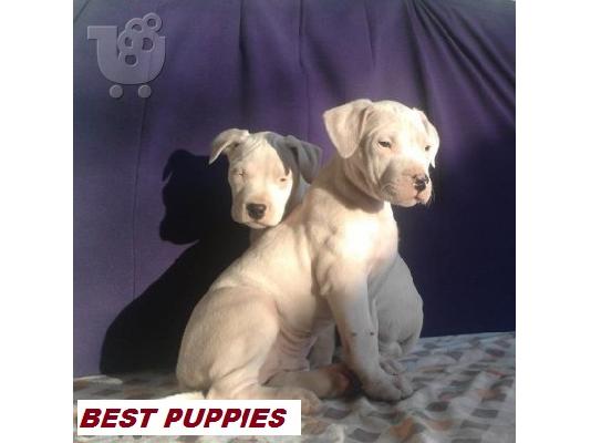 DOGO ARGENTINO