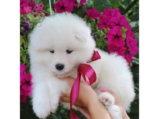 Όμορφα κουτάβια Samoyed
