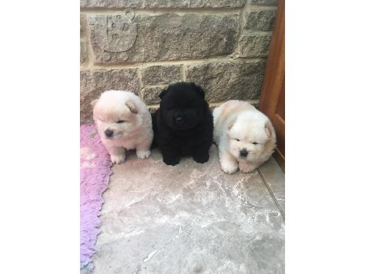 chow chow na prodaju.