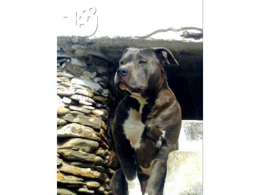 PITBULL AMERICAN- ΠΙΤΜΠΟΥΛ