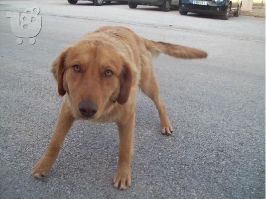 Σκυλιτσες χαριζονται