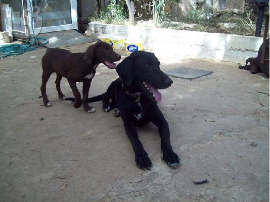 Ομορφα ημιαιμα λαμπραντορ γονεις και κουταβια χαριζονται...