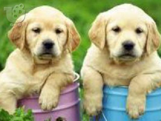 PoulaTo: Labrador καθαρόαιμα