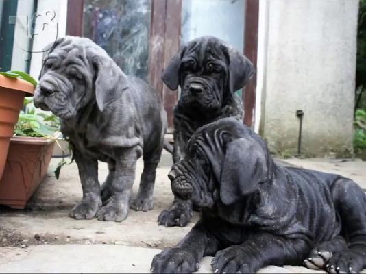 PoulaTo: mastiff {€200}