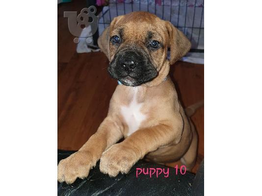 PoulaTo: Αγγλικά Bull Mastiff κουτάβια