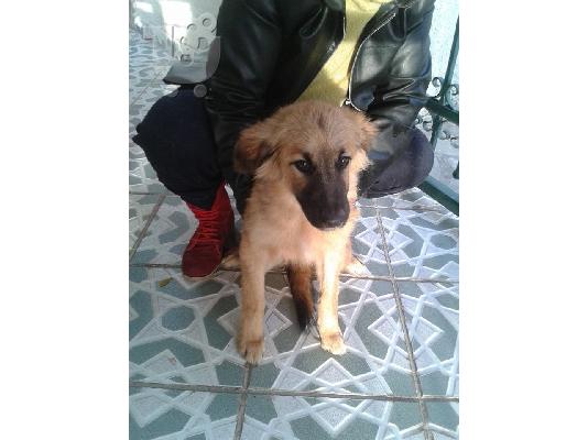 Κουταβακι χαριζεται