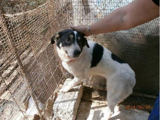 PoulaTo: Σκυλιτσα συντροφιας χαριζεται