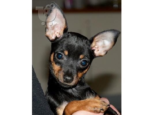 PoulaTo: Pinscher miniatures καθαρόαιμα