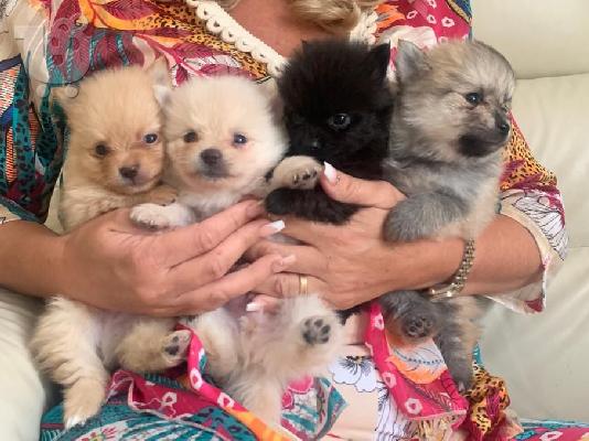 PoulaTo: Pomeranian Puppies προς πώληση