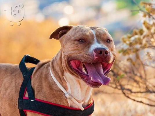 American pitbull terrier red nose καθαρόαιμα κουτάβια