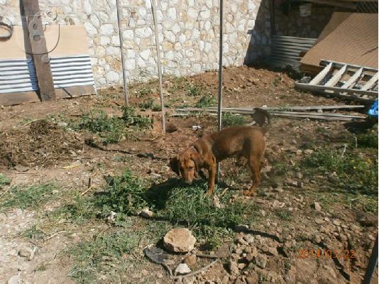 Νεαρο σκυλακι χαριζεται