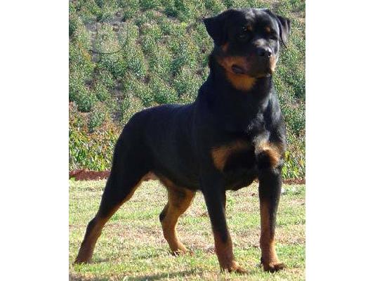 PoulaTo: Ροτβαιλερ καθαροαιμο κουταβακι