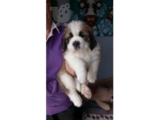 PoulaTo: κουτάβια saint bernard