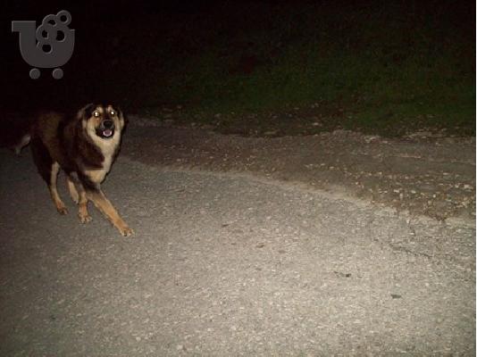 PoulaTo: Σκυλιτσα χαριζεται