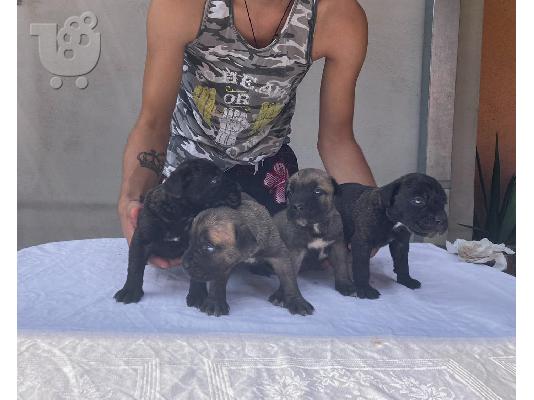 Cane Corso κουτάβια προς πώληση