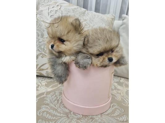Pomeranian BOO κουτάβια