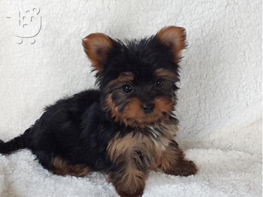 PoulaTo: Η Akc κατέγραψε κουτάβια Teacup Yorkie